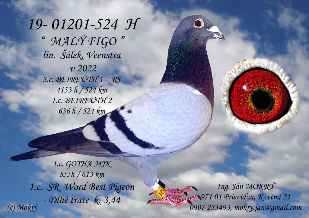 9d 19-01201-524or - 1. miesto SR 2022 Word Best Pigeon - Dlhé trate